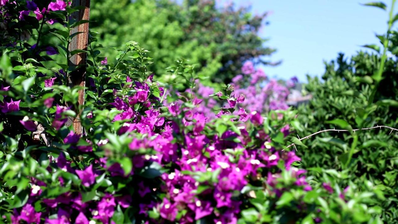 Flora Pansiyon Çıralı Kemer Exterior foto