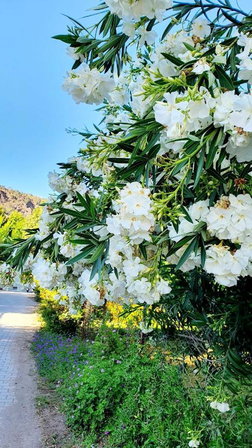 Flora Pansiyon Çıralı Kemer Exterior foto
